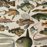 Lithograph engraving fish from 1897 (cernier)