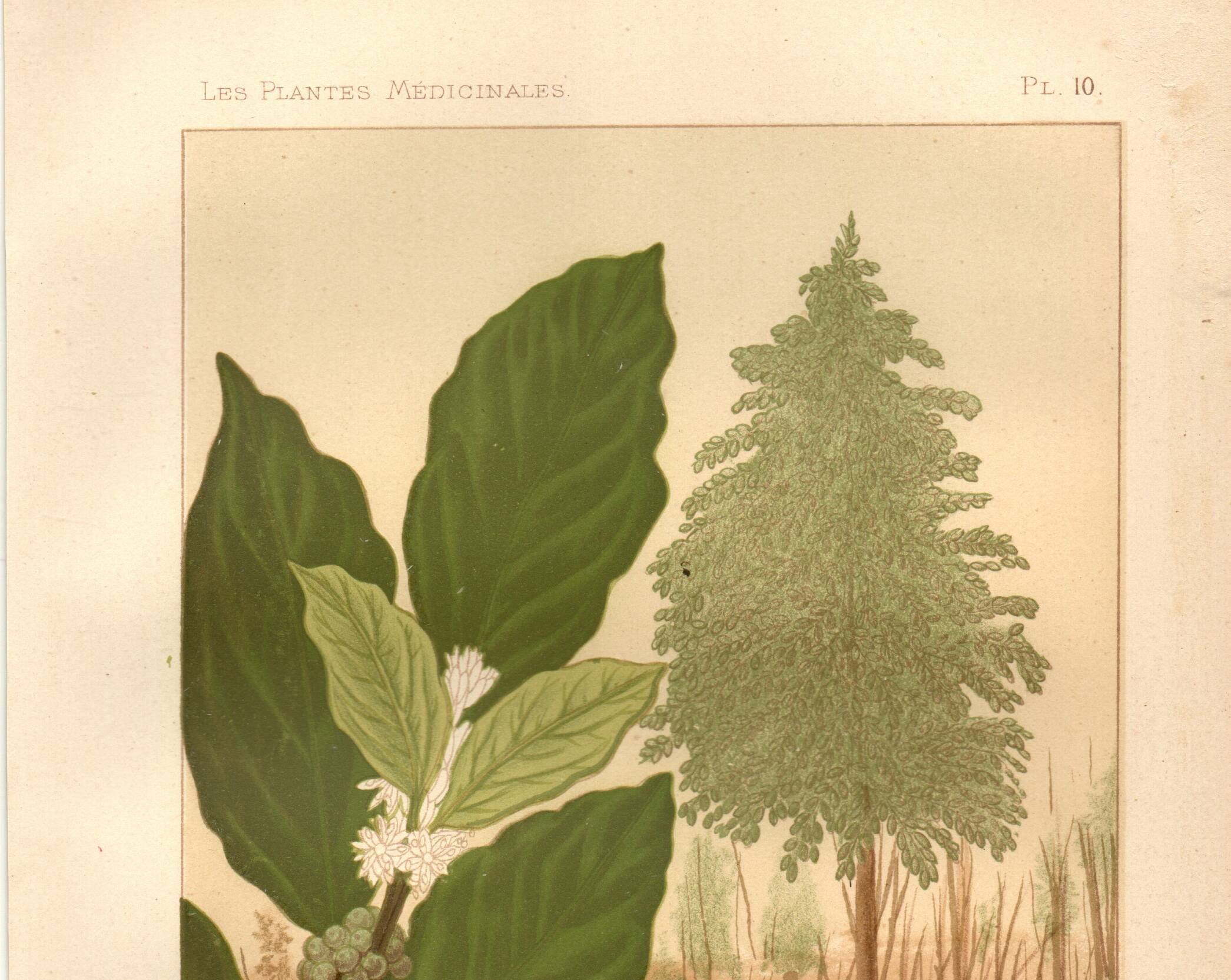 Antique engraving 1889 - Coffee tree - Coffee plant - Botanical lithograph