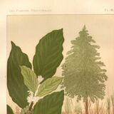 Antique engraving 1889 - Coffee tree - Coffee plant - Botanical lithograph