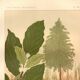 Antique engraving 1889 - Coffee tree - Coffee plant - Botanical lithograph