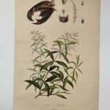 Old engraving from 1838. Bat and Verbena. Original zoological and botanical plate.