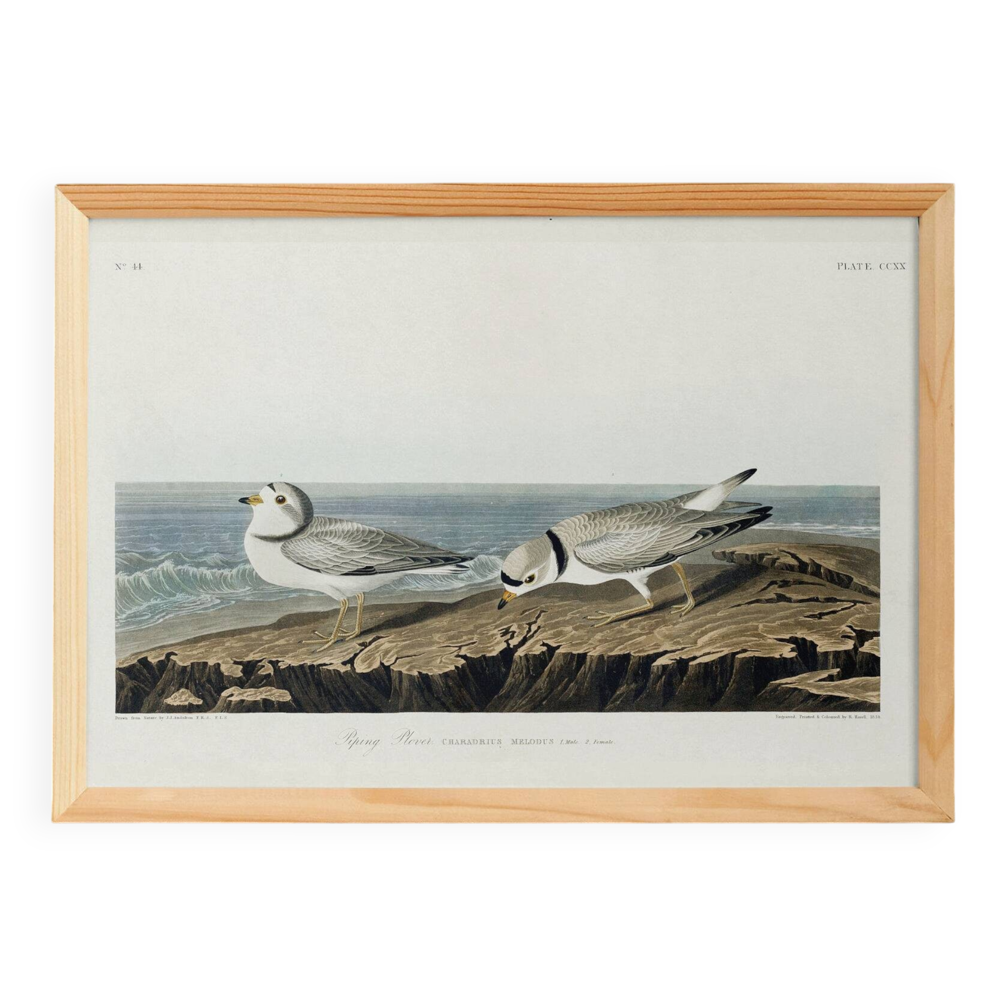 Poster about the Piping Plover, based on an old engraving from 1827.