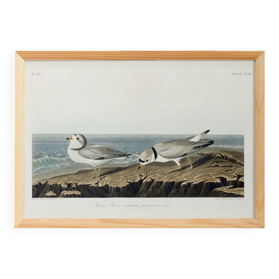 Affiche sur le Pluvier siffleur, d’après une gravure ancienne de 1827.