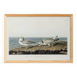 Poster about the Piping Plover, based on an old engraving from 1827.