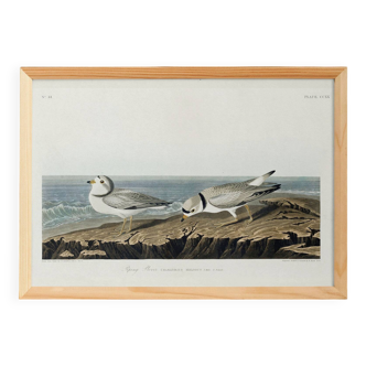 Poster about the Piping Plover, based on an old engraving from 1827.