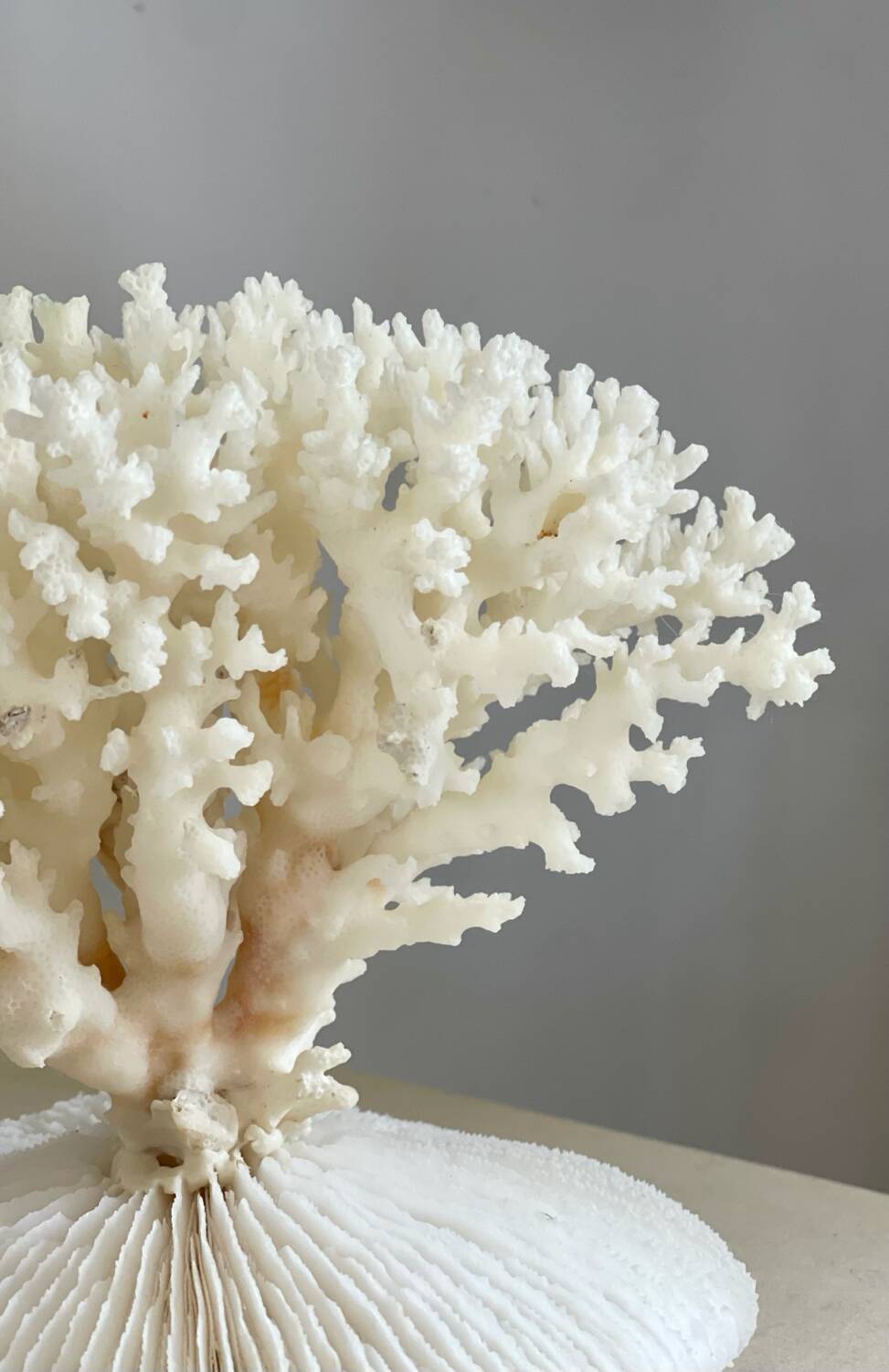 White coral on a natural base