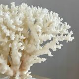 White coral on a natural base
