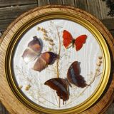 Round frame domed butterflies naturalized