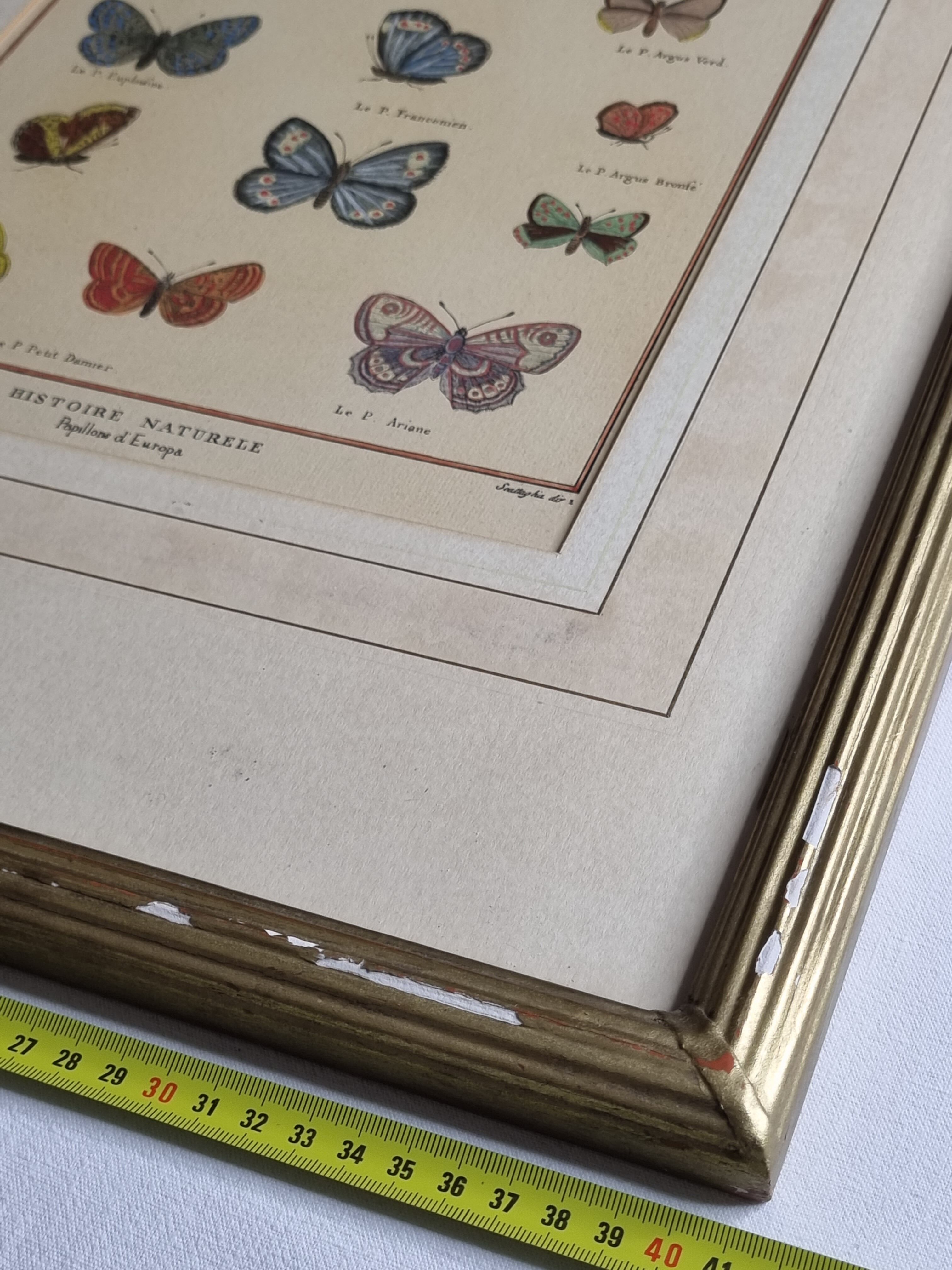 Natural history plate "The Butterflies of Europe", after Pietro Scattaglia, 18th century