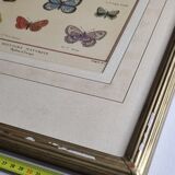 Natural history plate "The Butterflies of Europe", after Pietro Scattaglia, 18th century