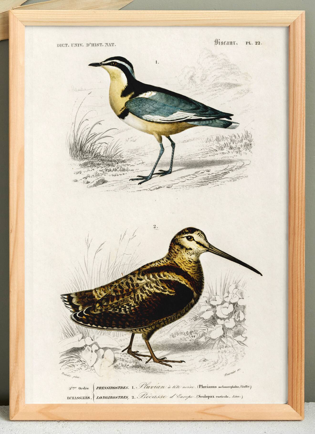 Poster about “the black-headed plover and the European woodcock”