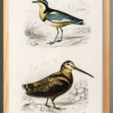 Poster about “the black-headed plover and the European woodcock”
