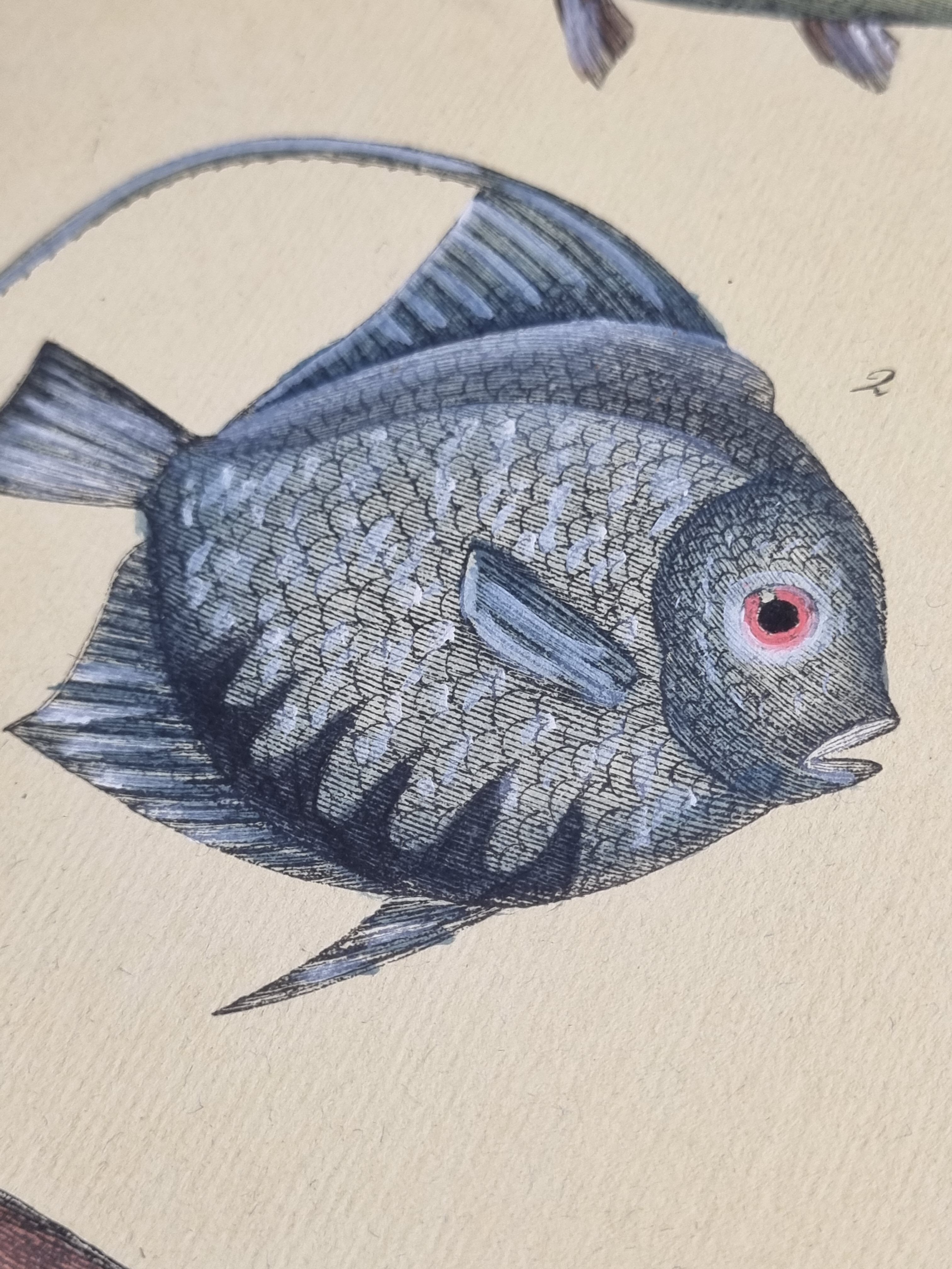Ichthyological plate after Buffon, nineteenth century, framed