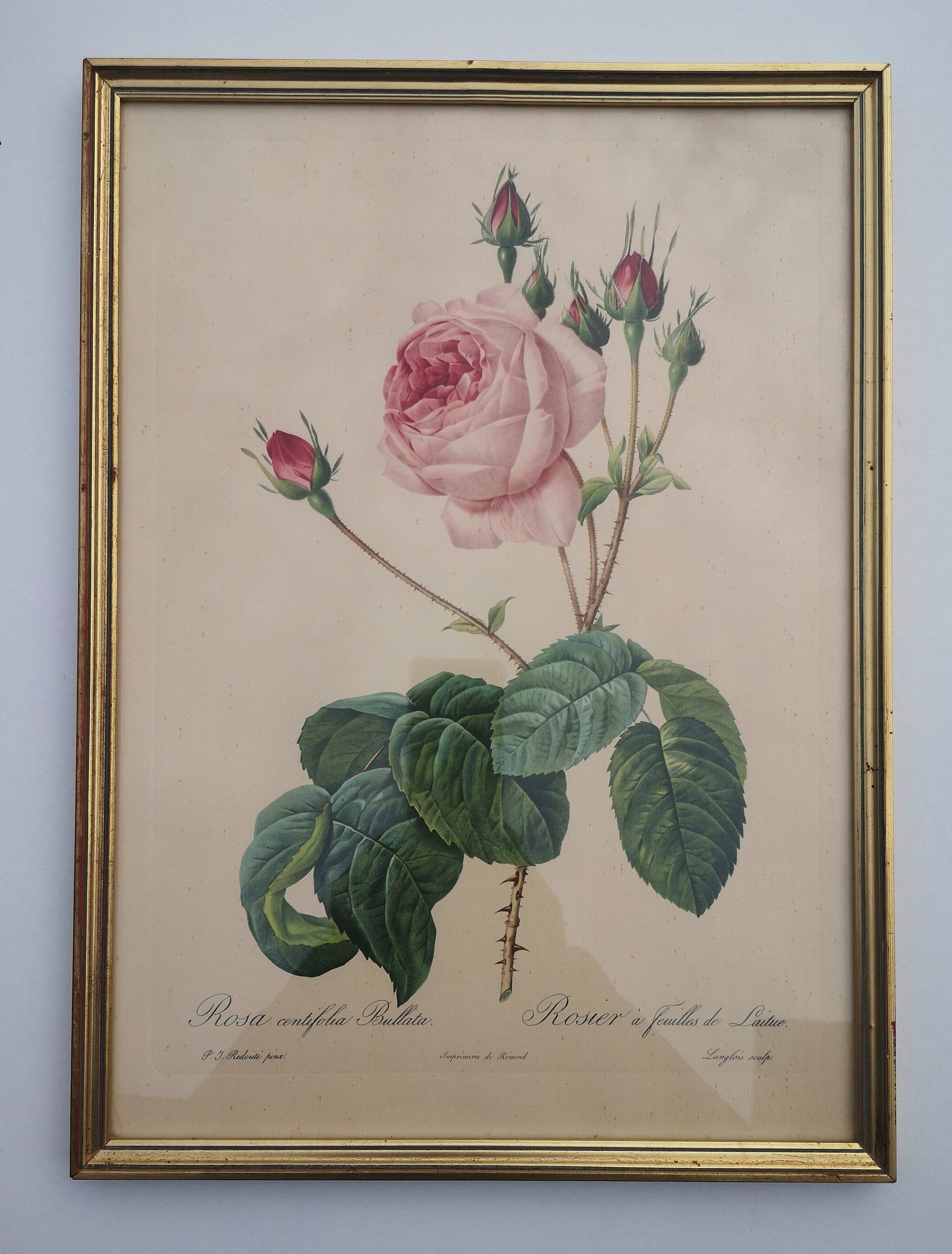 Framed lithograph by Pierre-Joseph Redouté