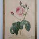 Lithographie encadrée de Pierre-Joseph Redouté