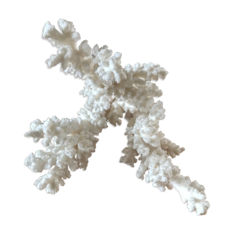Ancient coral