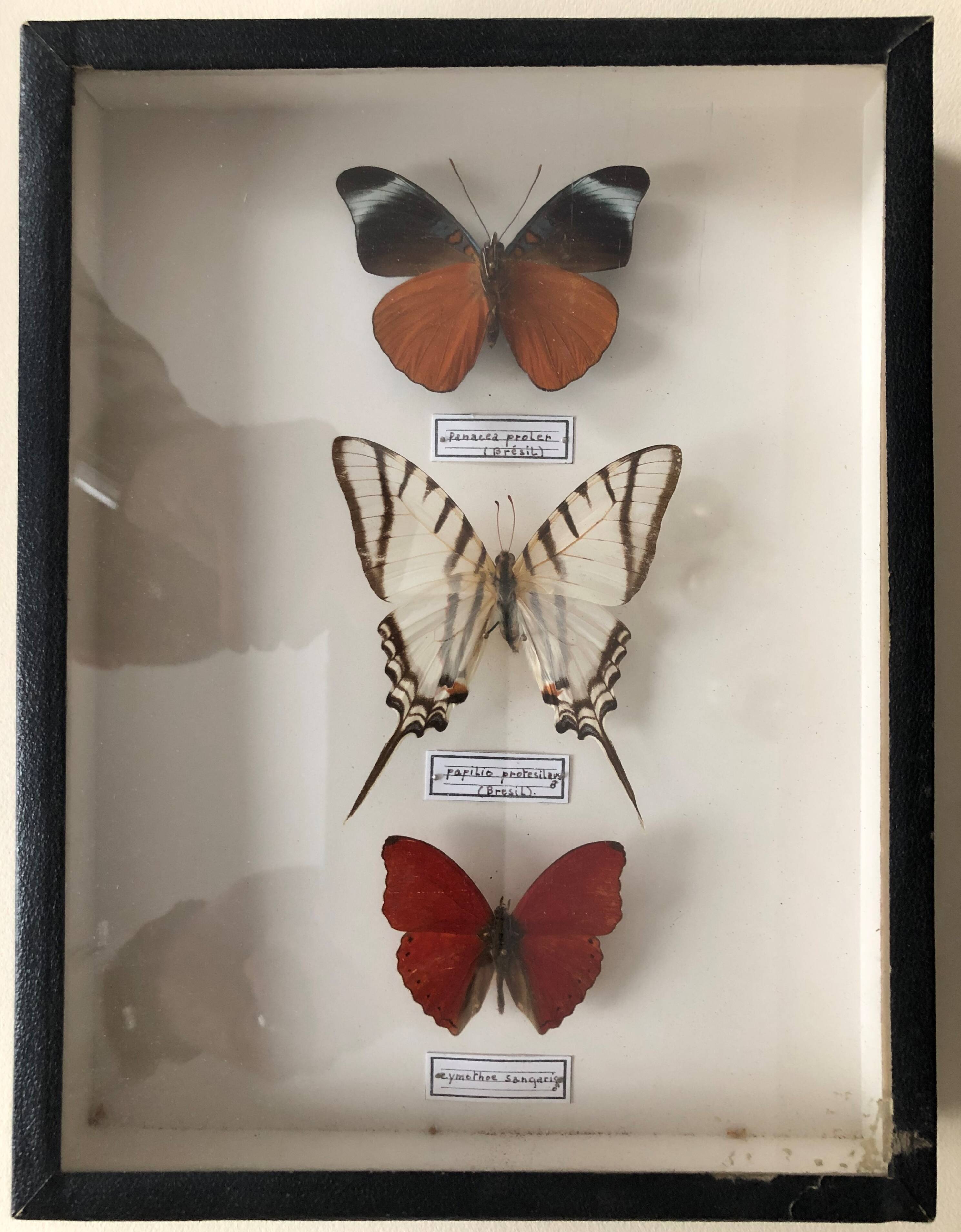 Set of 3 butterflies framed under glass