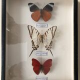 Set of 3 butterflies framed under glass