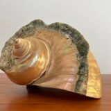 Pearly shell