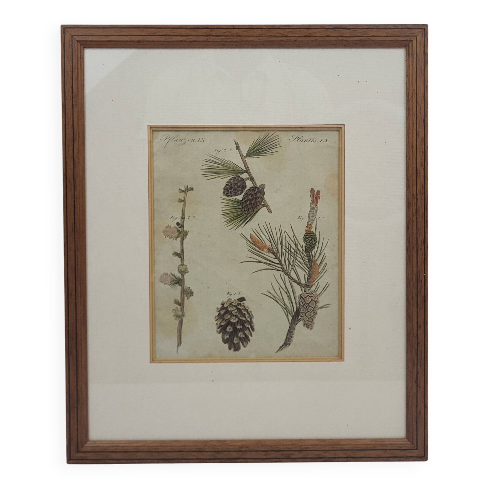 Botanical plate engraving Pine