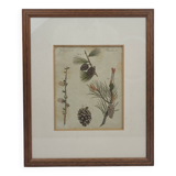 Botanical plate engraving Pine