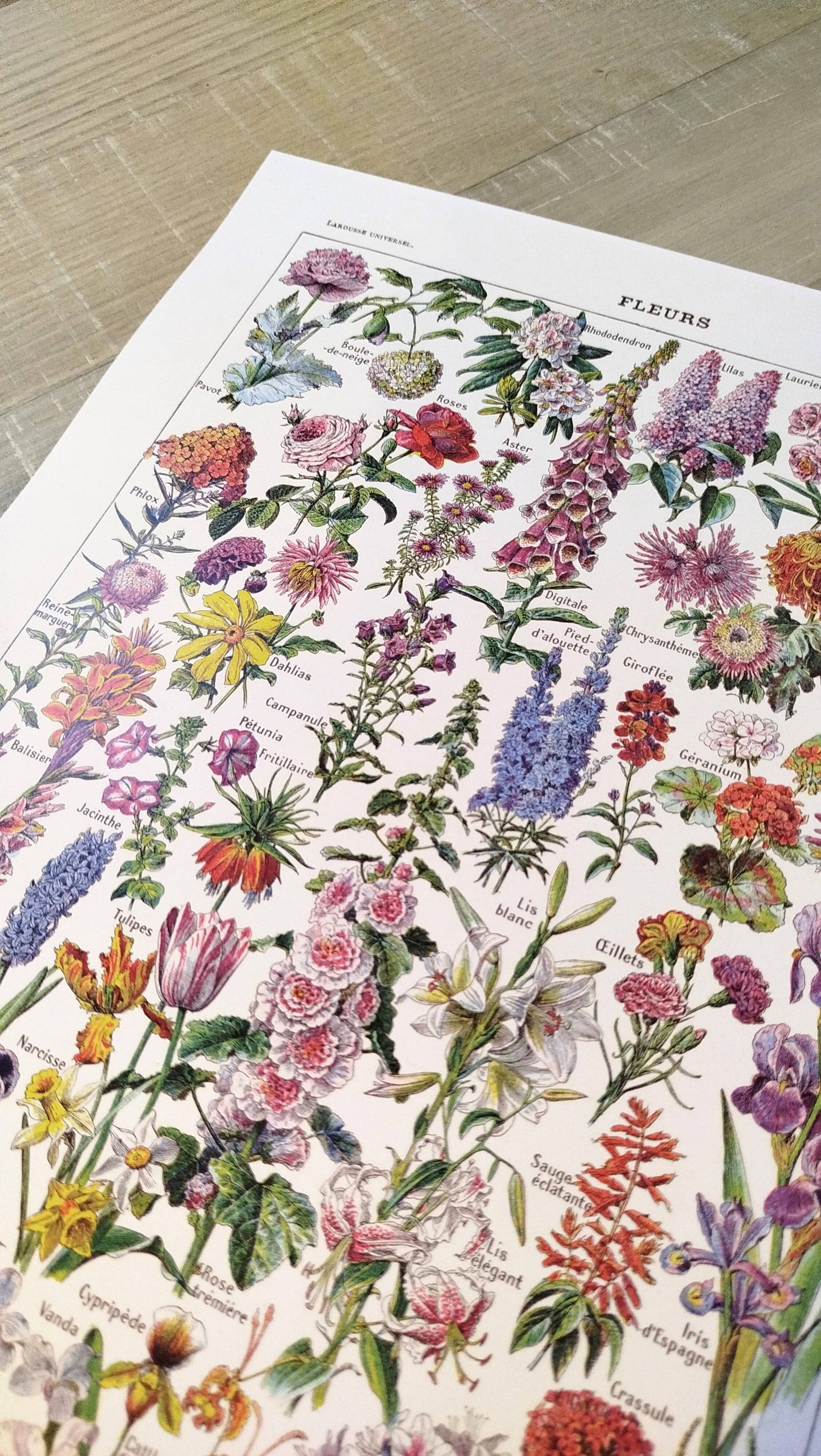 Poster about flowers, after a 1922 lithograph