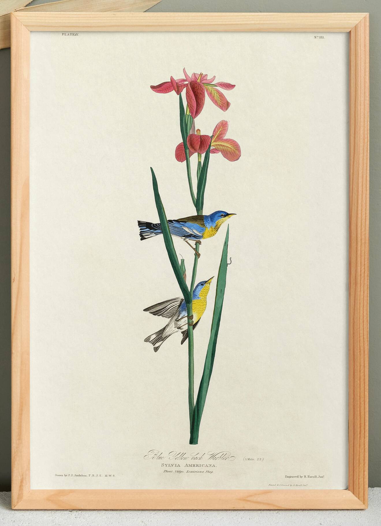 Poster about the Azure Warbler, after an old engraving from 1827.