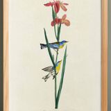 Poster about the Azure Warbler, after an old engraving from 1827.