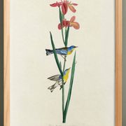 Affiche sur la Paruline azurée, d’après une gravure ancienne de 1827.