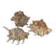 Lot coquillages conques et 7 doigts Comores