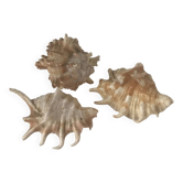 Lot of conch shells and 7 fingers Comoros
