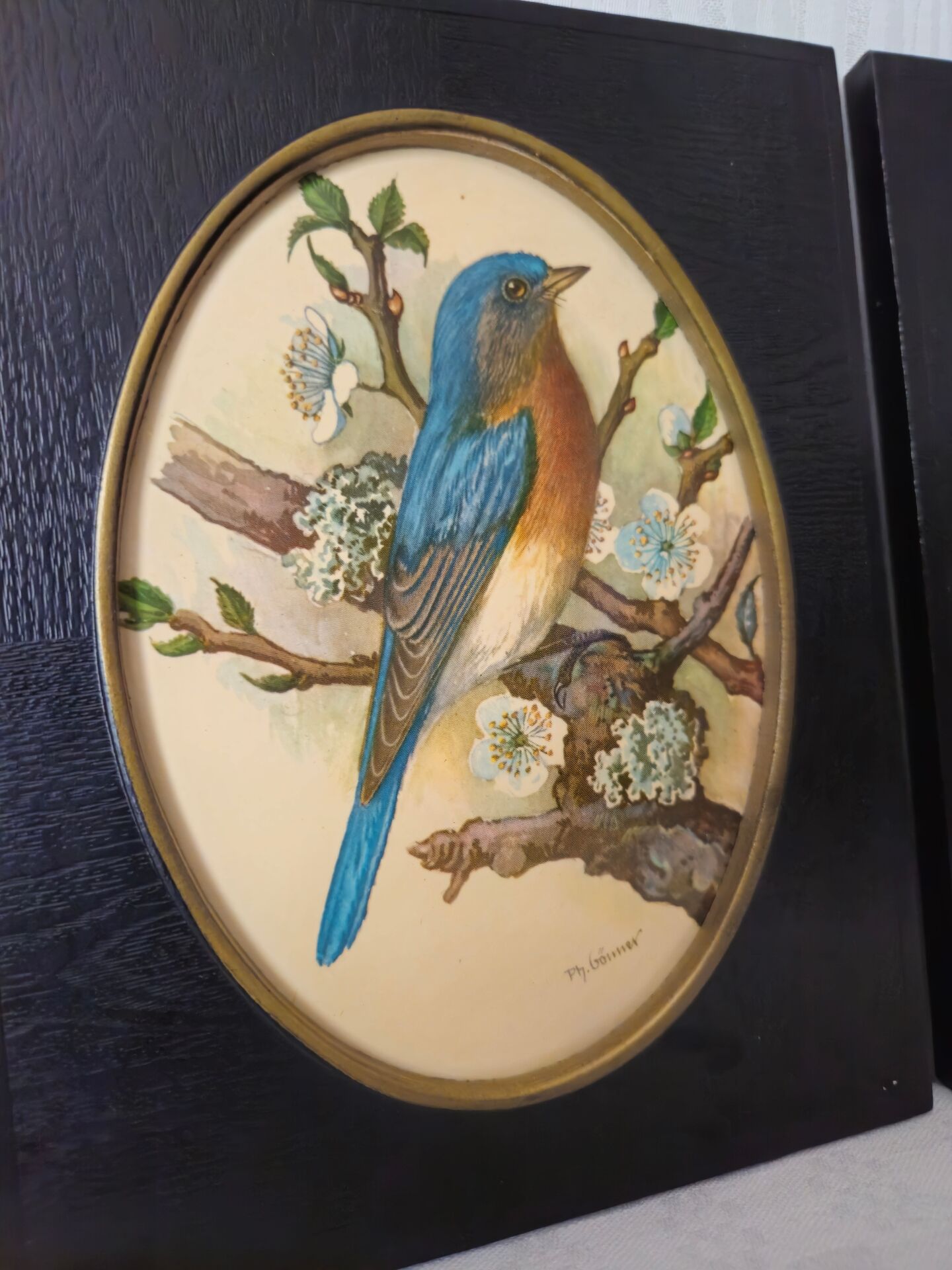 Paire de gravures encadrées oiseaux vintage
