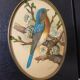 Paire de gravures encadrées oiseaux vintage