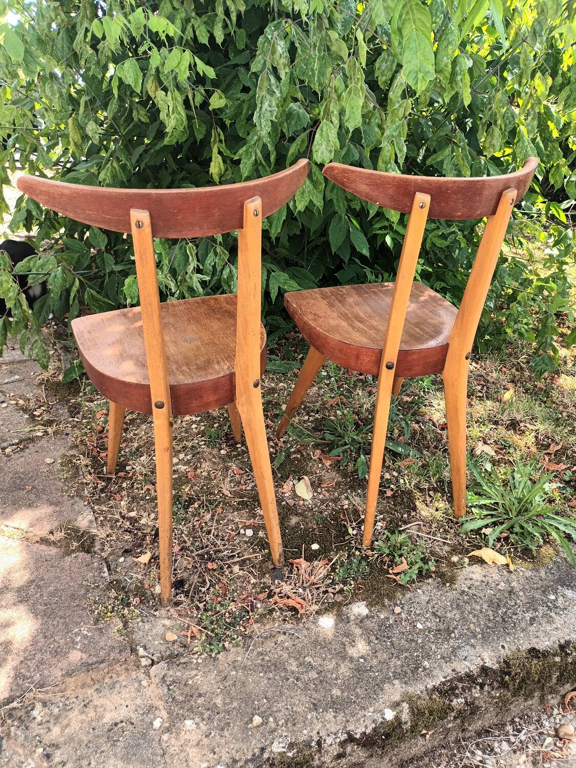 Stella Antelope Chairs