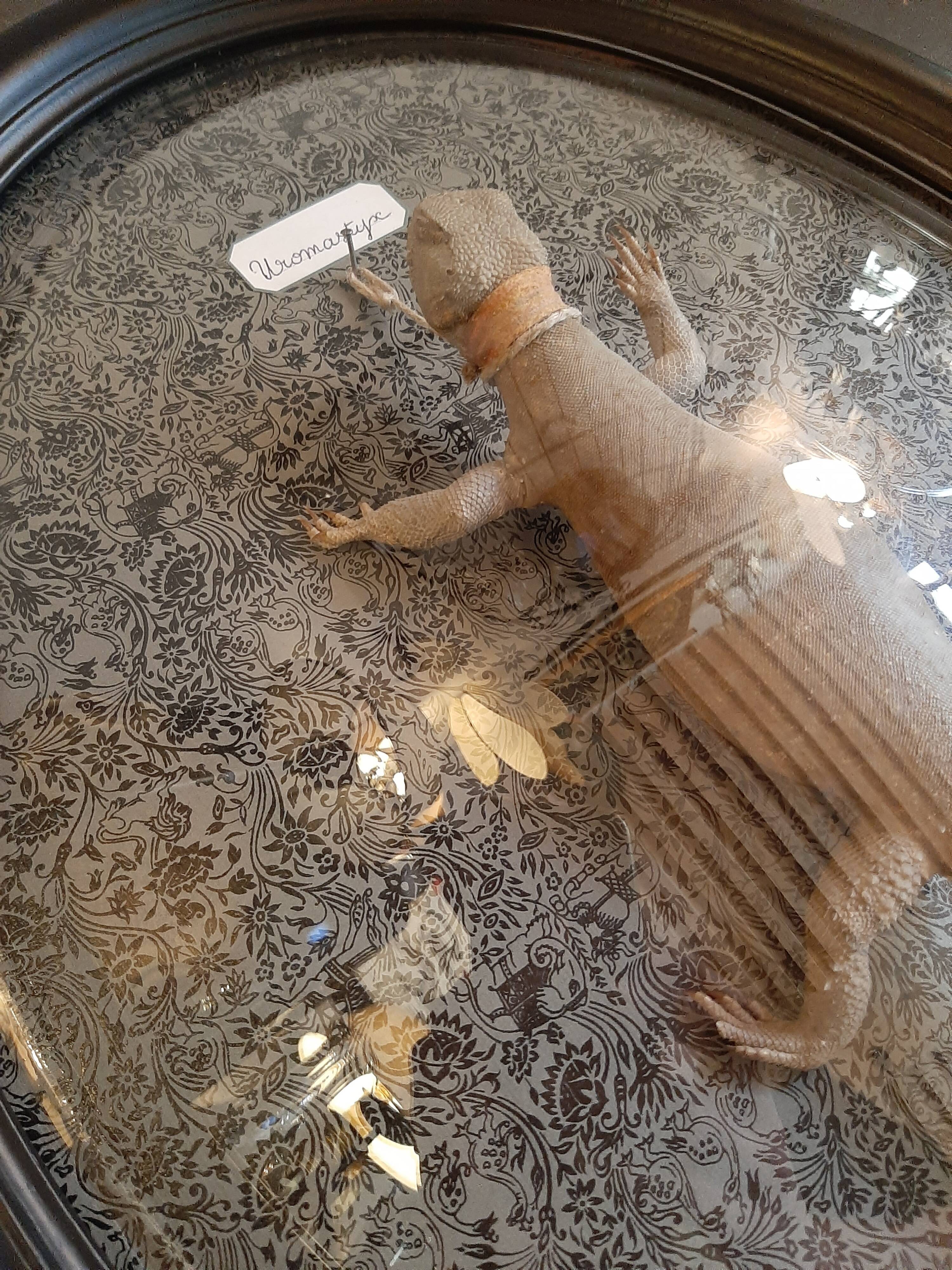 Taxidermy lizard whip-tail