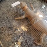 Taxidermy lizard whip-tail