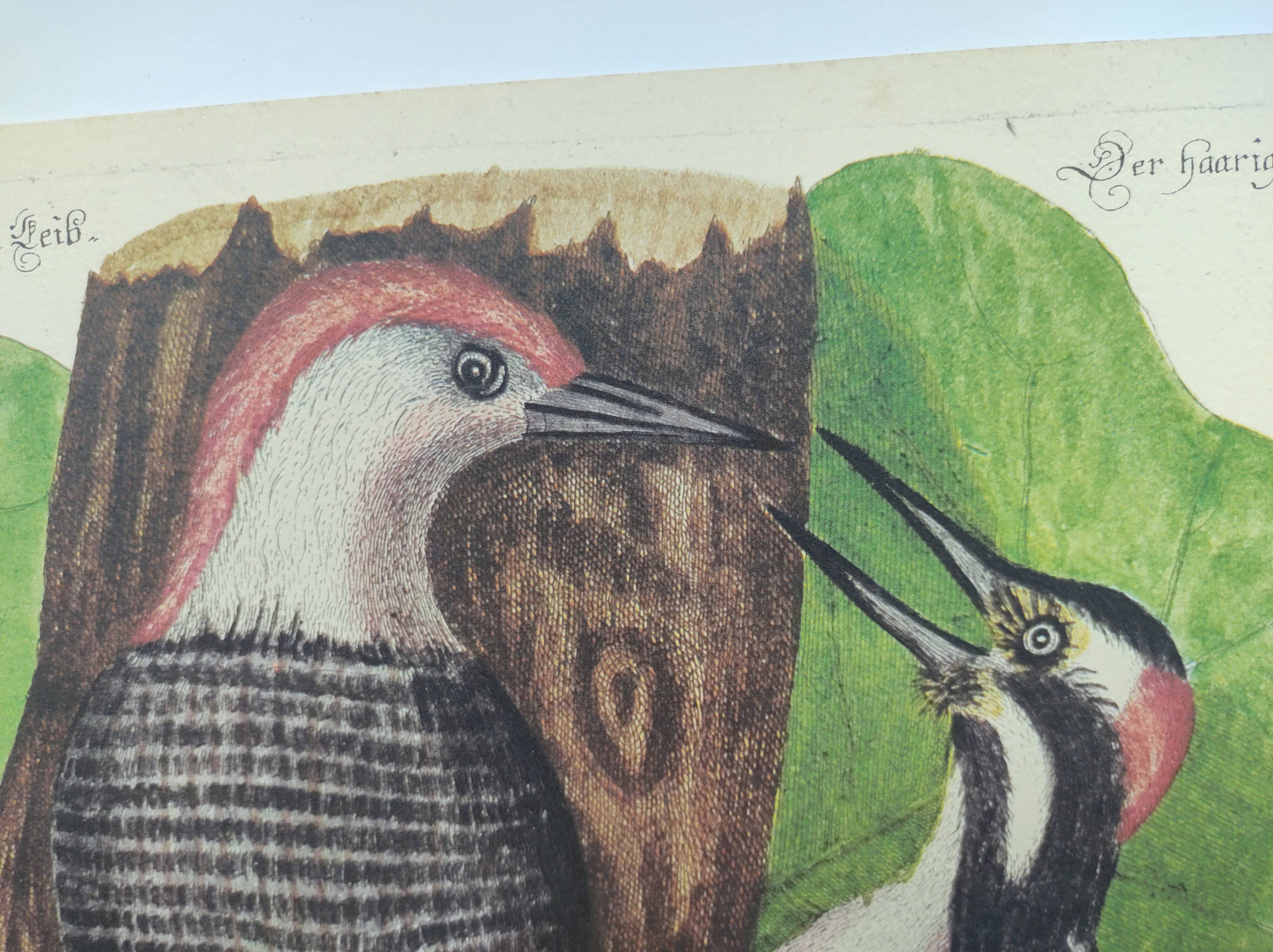 Old bird board - Woodpecker & Woodpecker - Ornithological and zoological engraving by Seligmann & Catesby