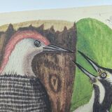 Old bird board - Woodpecker & Woodpecker - Ornithological and zoological engraving by Seligmann & Catesby
