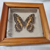 Stuffed black and yellow butterfly, 1970