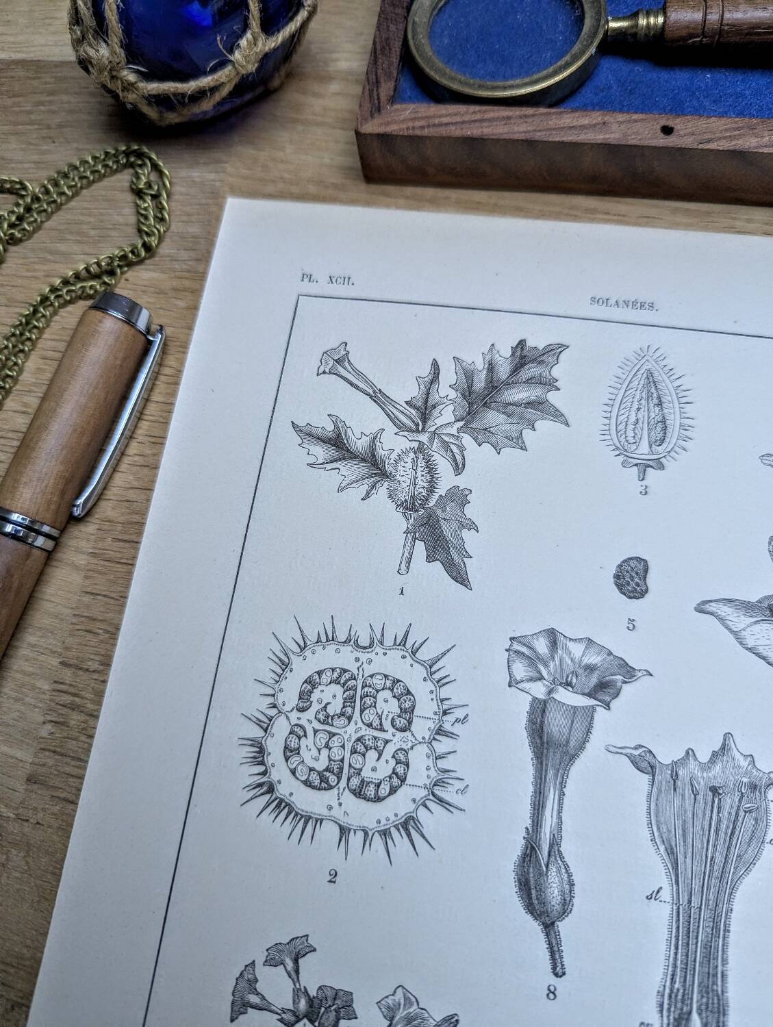 Printed in 1889, the nightshades (Solanaceae). Old botanical plate.