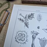 Printed in 1889, the nightshades (Solanaceae). Old botanical plate.