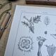 Printed in 1889, the nightshades (Solanaceae). Old botanical plate.