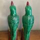 Pair of parrots