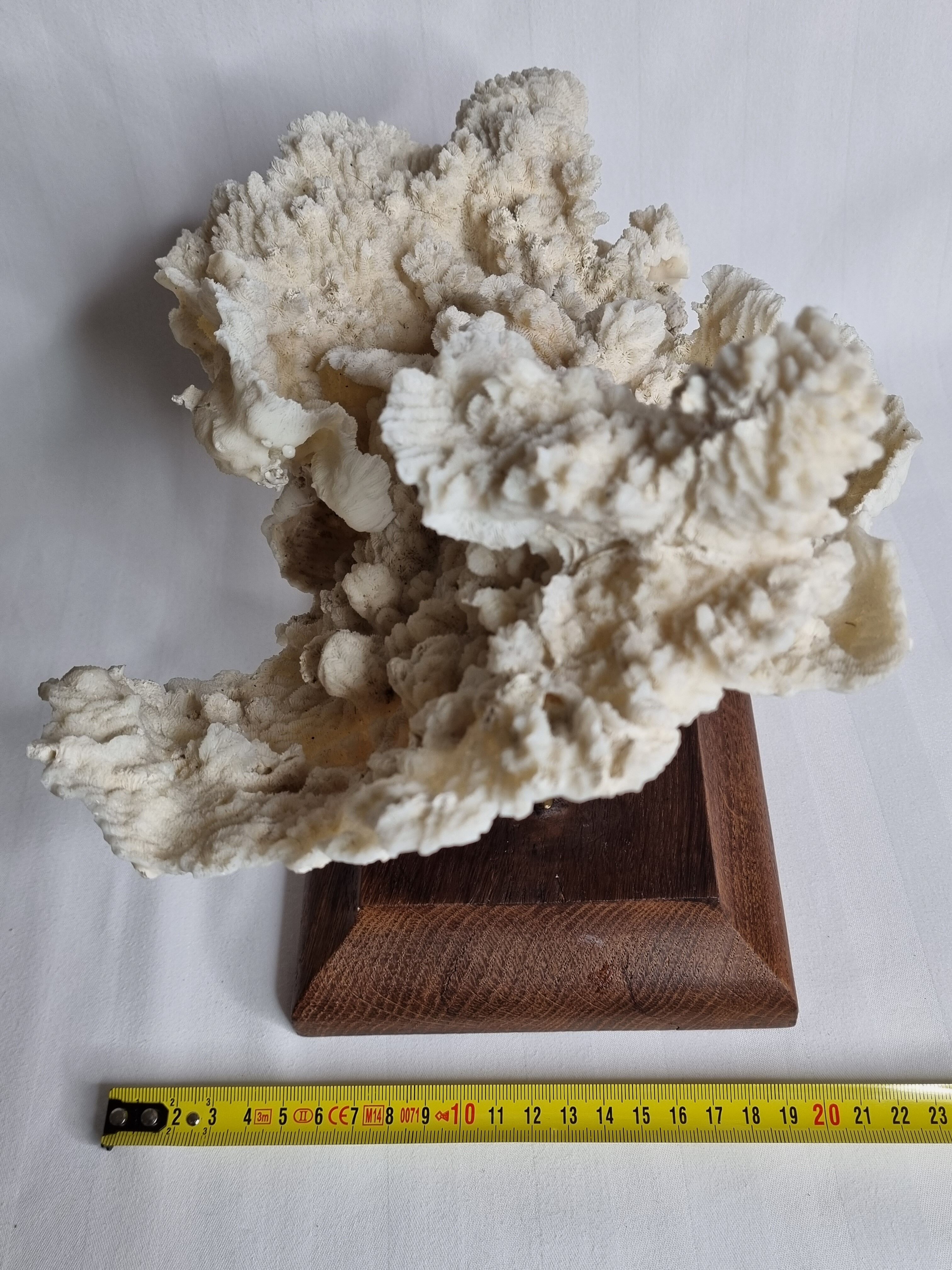 Old whole white coral on solid wood support, 34 cm