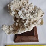 Ancien corail blanc entier sur support en bois massif, 34 cm