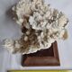 Ancien corail blanc entier sur support en bois massif, 34 cm