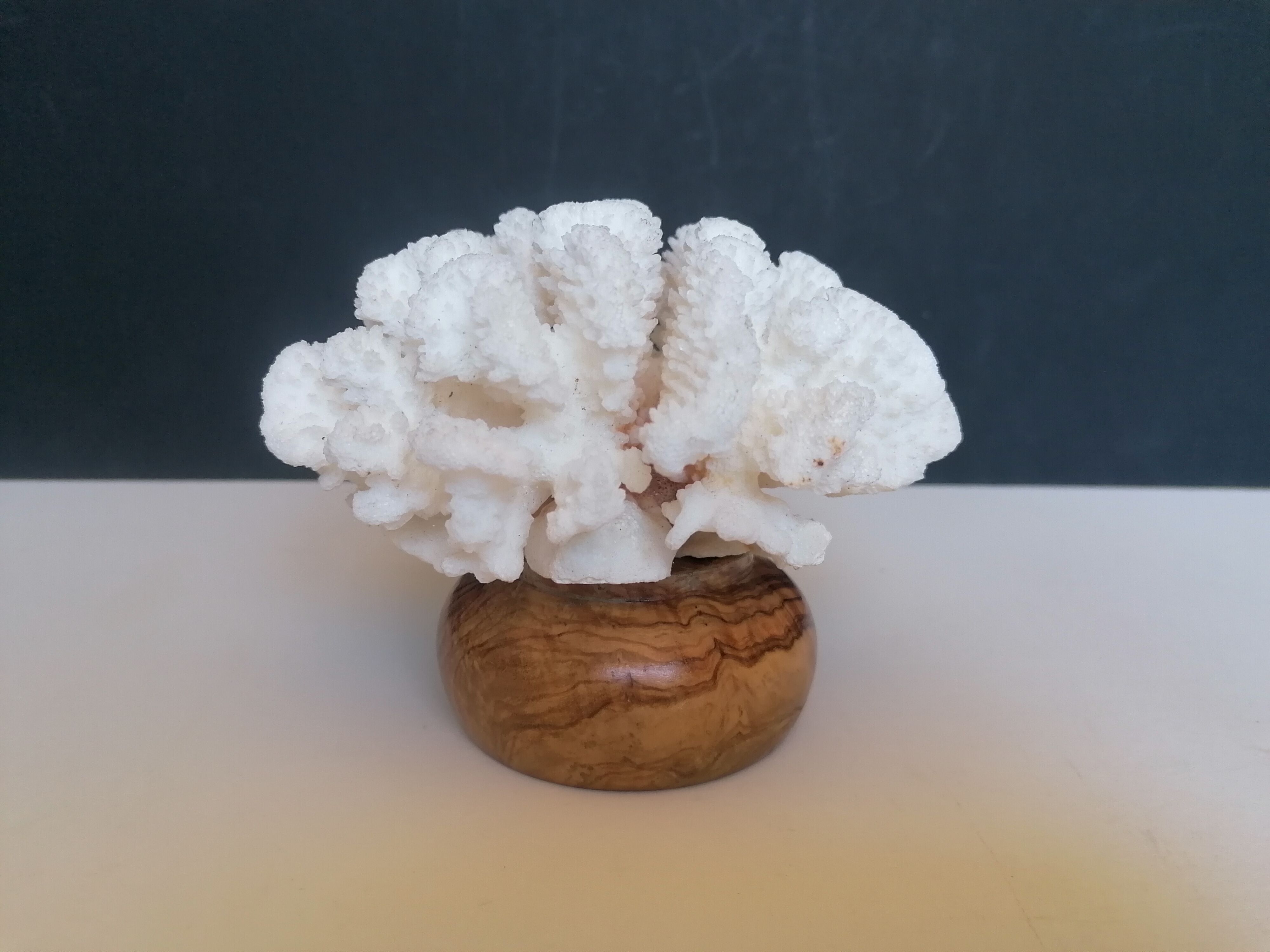 Corail cluster blanc authentique
