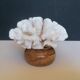Corail cluster blanc authentique
