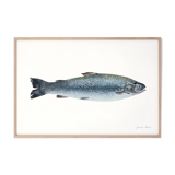 "Mia", the trout, art print 21/29.7 cm
