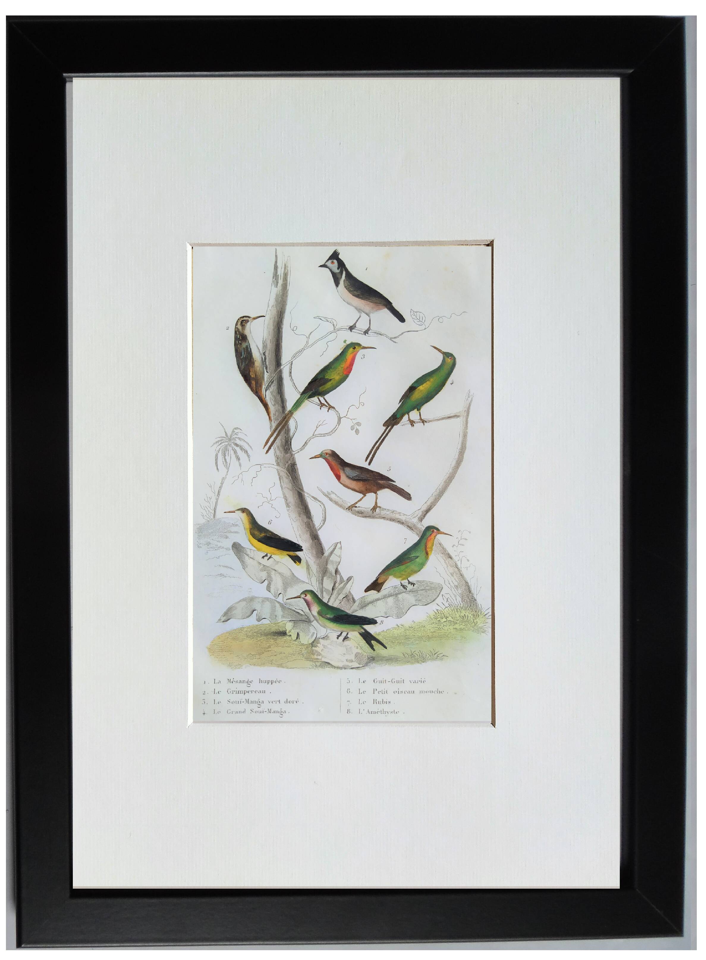 Set of 4 Ornithological plates Buffon 1838 "Lark, Quail, Tit, Troupial"